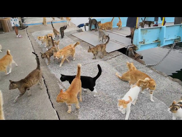 【猫島】昼便で来た人に着いていく猫の数が凄過ぎる!
