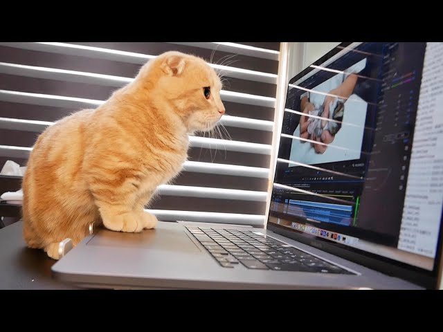 子猫をガン見する猫に仕事を邪魔され作業が進みません…。