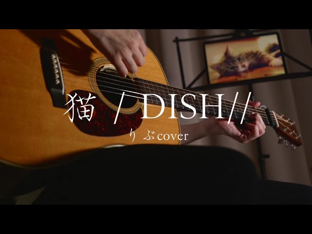 猫／DISH//（りぶcover）