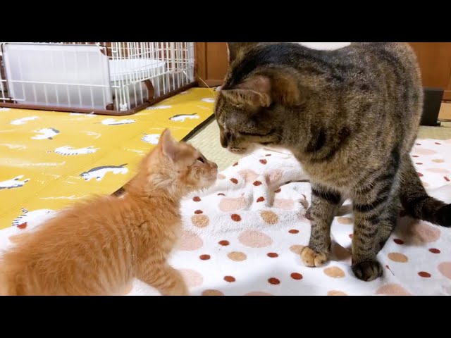お姉ちゃん猫にトコトコと歩み寄る子猫♥　Cute kitten