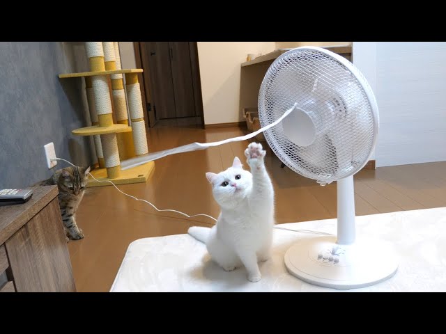 扇風機に暇つぶしの相手をしてもらう猫！