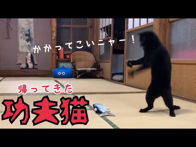 変な魚 vs. カンフー猫 Kung Fu Cat