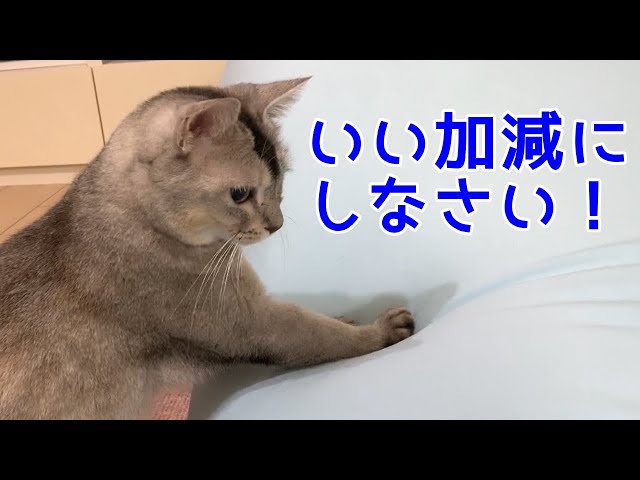 関西弁でオバケと戦う猫のさっちゃん！おしゃべりペット