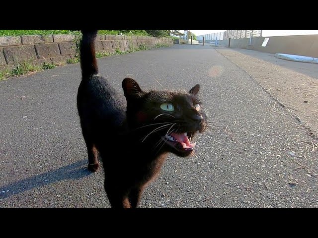 海沿いの道で黒猫が何か話し掛けてきた