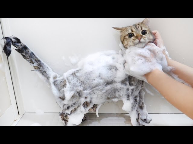 苦手なお風呂で泡だらけにされて怒っちゃう猫…！