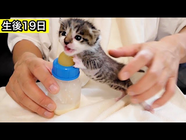 【保護猫】ミルクをおねだりする生後１９日目の赤ちゃん子猫。