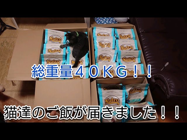 猫達のご飯が40kg届きました！！40kg of cats’ rice has arrived!  !