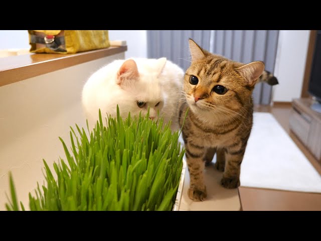 初めて見る山盛りの猫草に興味津々な猫！