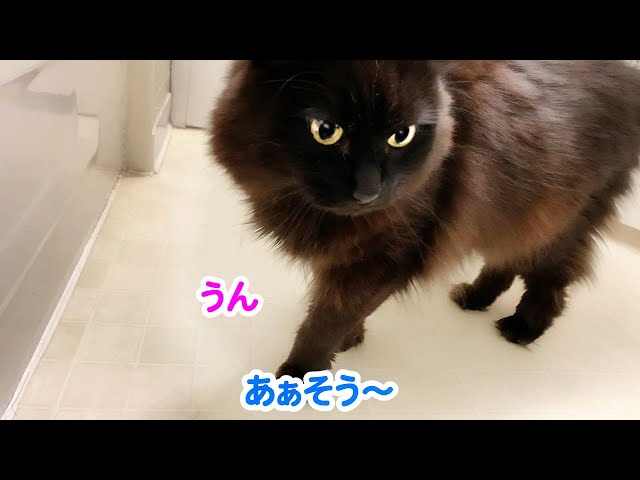 【しゃべる猫】飼い主が待ちきれなくて風呂場に突入してくる猫【しおちゃん】