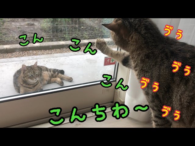 野良猫にビビって唸りながら日本語で挨拶する猫がかわいい！