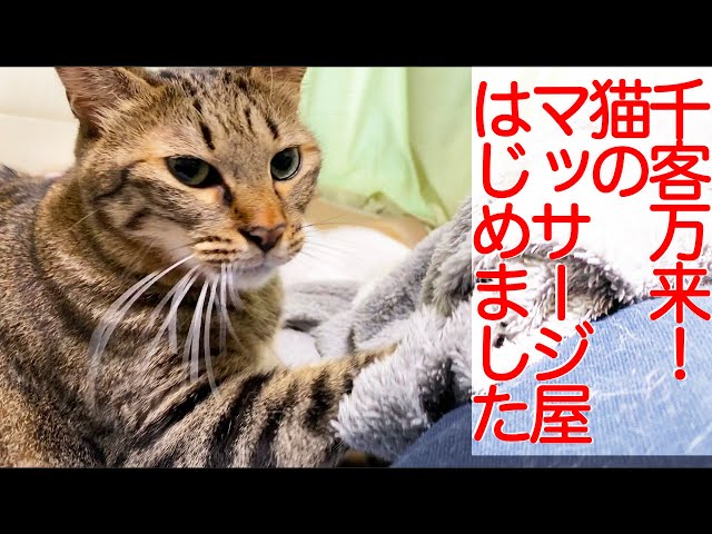 ばかまじめ職人猫、猫マッサージを開業する My second cat massage’2020