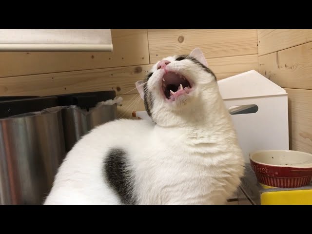 鳴き声で指図する猫