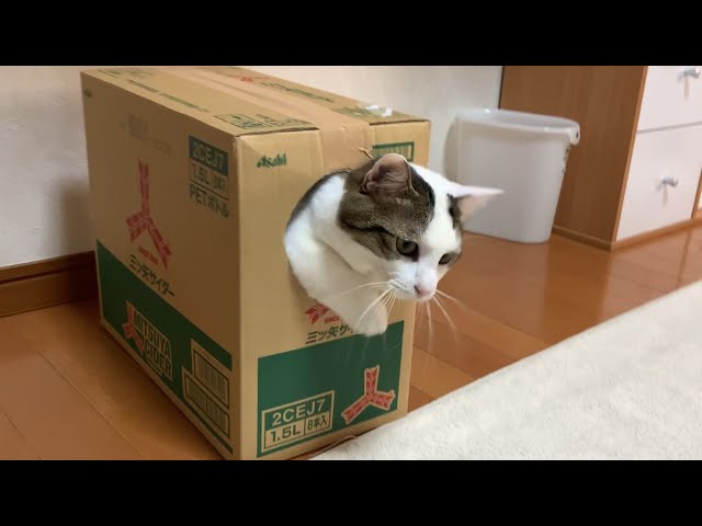 箱に入るときに足ふみする猫