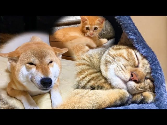 子猫とお姉ちゃん猫を気にするがあまりに柴犬ママが…♥The attitude to see the Shiba Inu kitten is interesting