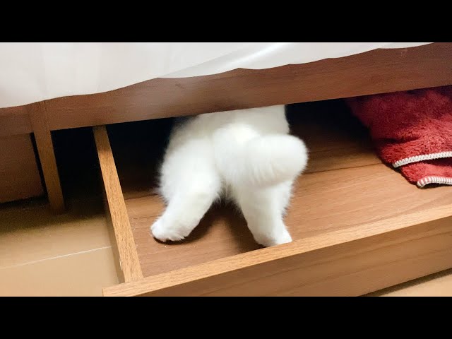 うちの猫はベッドの下に潜り込む癖があるようです。