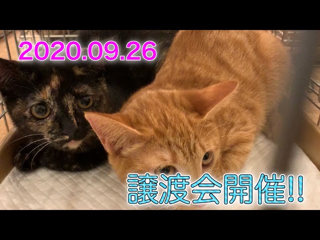 保護猫の譲渡会の様子です【Japanese cat adoption event】