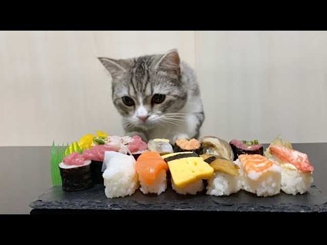 初めて見るお寿司を羨ましそうに狙ってる猫がこちらです…笑