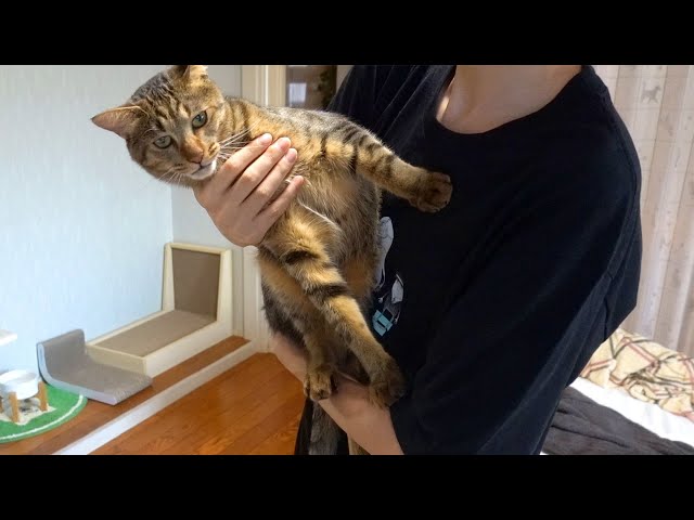 作業妨害して甘えまくる猫を抱っこしてみたら嫌がられました…その理由は？