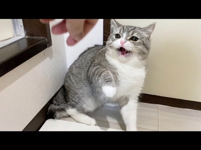 【悲報】猫カフェでの浮気がバレて激怒されました。