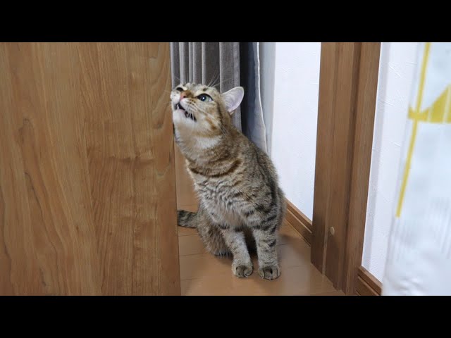 うちの猫のドアの開け方がヘンテコで可愛い