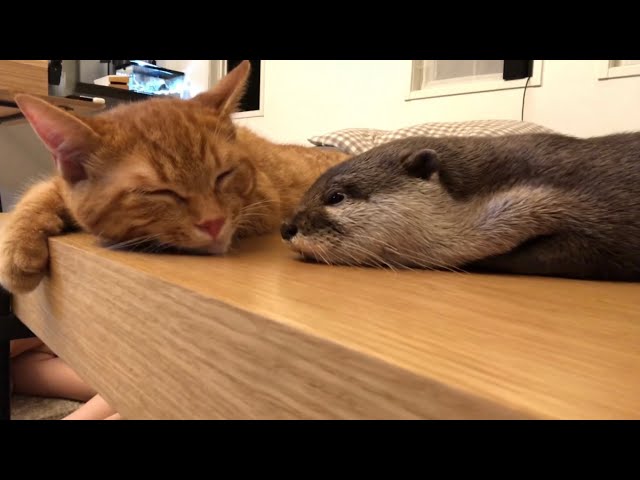カワウソさくら ちょっとずつ猫に近寄りながら眠ろうとするカワウソ otter sleeping while approaching a cat little by little