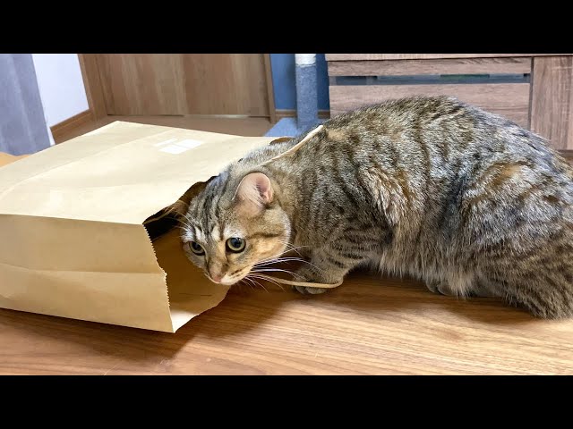 紙袋の中身が気になって仕方がない猫！