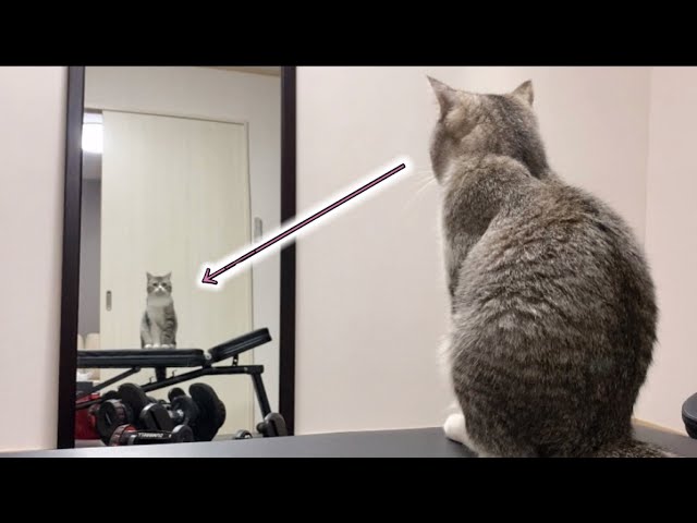 鏡に映っている見知らぬ猫に警戒して真正面からメンチを切る猫w
