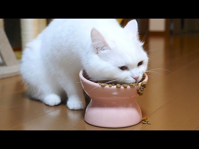 久しぶりの猫缶が嬉しすぎてお皿がとんでもないことに！