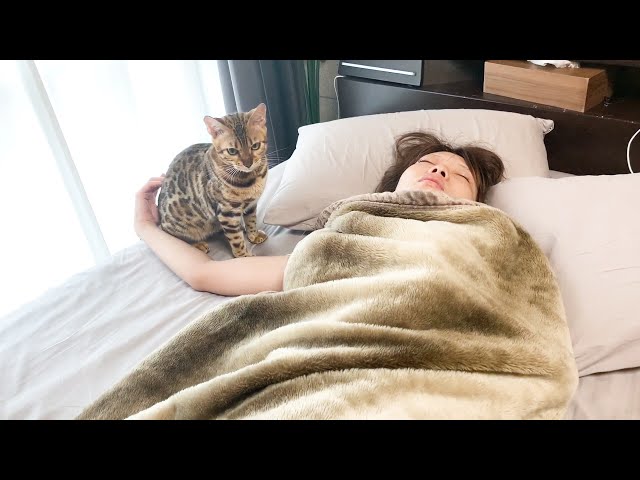 ママの起こし方が雑な猫