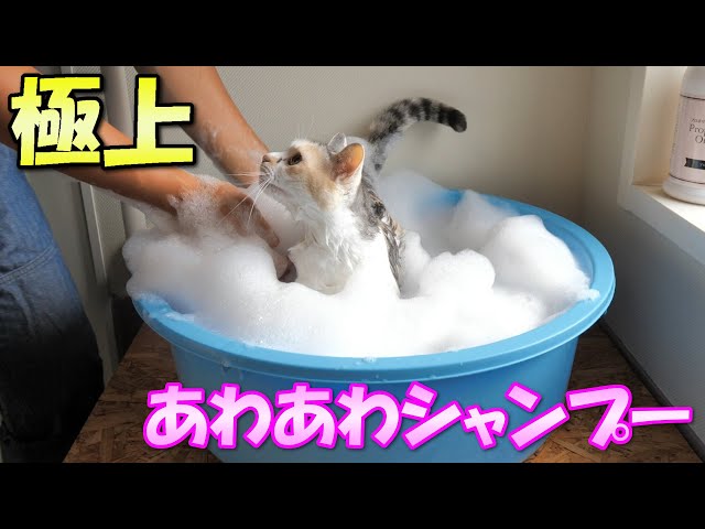 極上あわあわシャンプーでシャカシャカ洗われる三毛猫ネコ吉、お風呂も入ってスッキリ爽快！