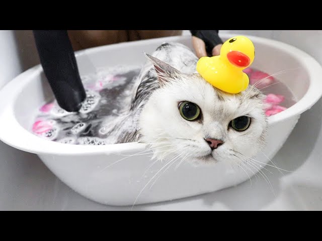 猫咪洗澡，逃跑不说还生气咬人！丨花花与三猫