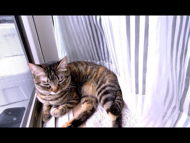 【癒し動画】リラックス中の猫に話しかけたら可愛い反応をしてくれました🐈💕