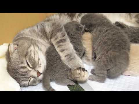 【開眼】ママの側でリラックスしすぎちゃう赤ちゃん猫がかわいすぎた… スコティッシュフォールドつむの成長記録… my kitten’s relaxing yawns