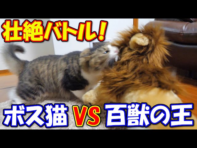 【ボス猫VS百獣の王】ある日突然家に現れたライオンに襲い掛かったボス吉！王者対王者の壮絶バトル勃発！