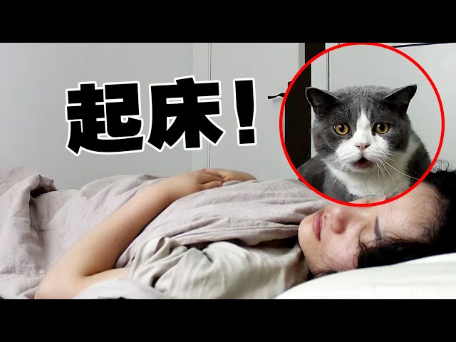【喵来啦】监控实录：某铃声一响猫就来叫起床？