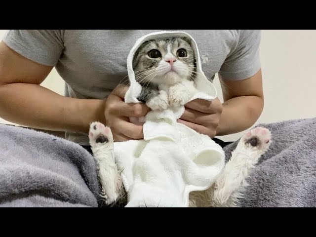 お風呂のあとタオルに包まれて温まる猫がかわいい…笑
