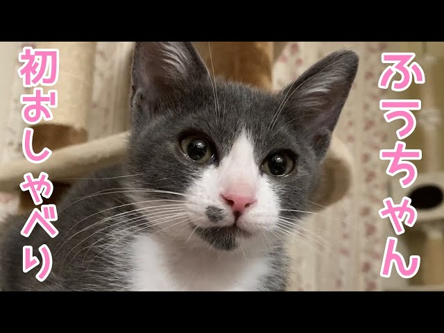 関西弁をしゃべる猫ふうちゃん！おしゃべりペット