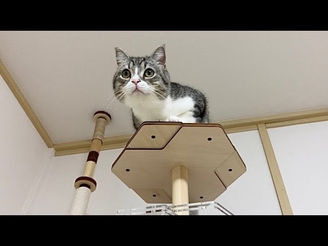 ようやくタワーのテッペンに登れたビビりな猫をお祝いします！