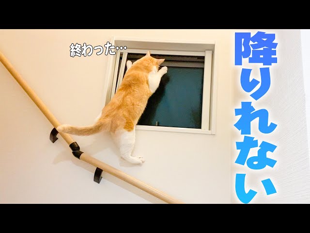 【救出】窓に猫が張り付いていました