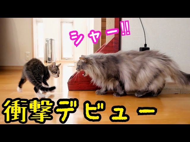 衝撃の1階デビュー！子猫が先住猫と遭遇した末路…【保護猫】
