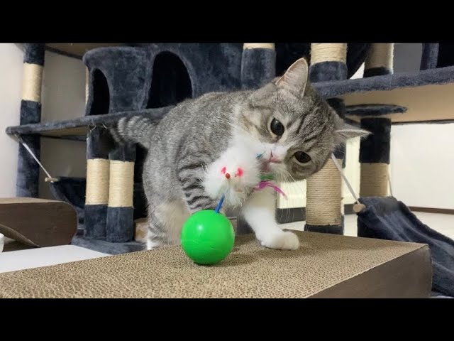 猫パンチ無限生成おもちゃと戦うもち猫！