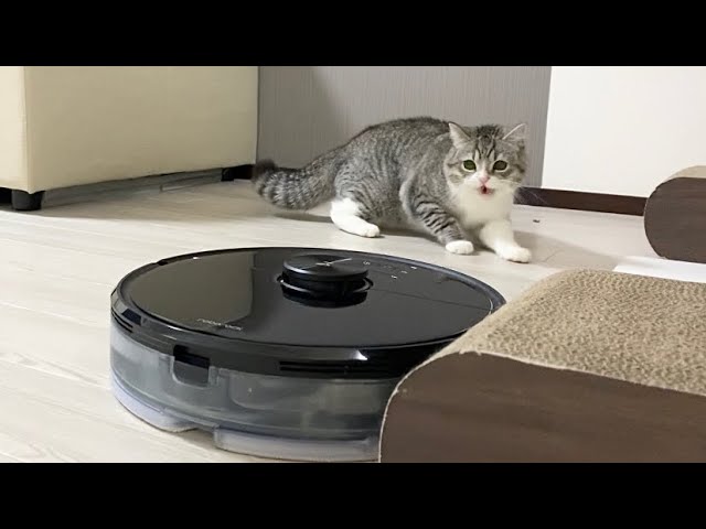 初めてお掃除ロボットと対面した猫の反応がこちらです…笑【Roborock】