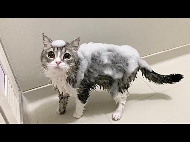 お風呂で泡まみれにされてもこもこになっちゃった猫がこちらです。