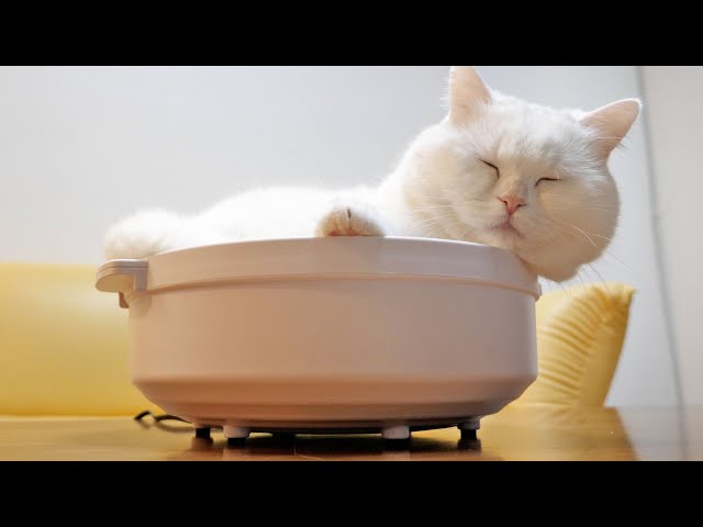 あったか〜い猫鍋の気持ちよさを知って溶ける猫…。
