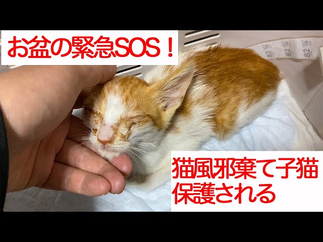 猫風邪の棄てられ子猫、炎天下の中で保護される The rescued kitten had come in the Obon holiday