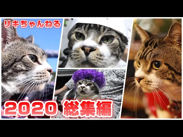 リキちゃん 2020総集編！今年もありがとう！【リキちゃんねる・猫動画】