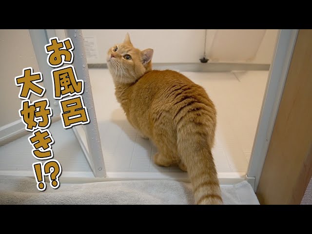 お風呂見せて！と鳴いてくる短足猫をお風呂探検させたら苦手克服しちゃった！？