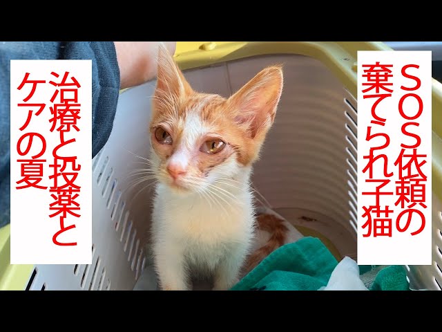 SOS依頼の棄てられ子猫、終末期の猫と共に生きる The legendary boss cat ‘Yongo/Kuro’ Ep.28 (and the rescued kitten)