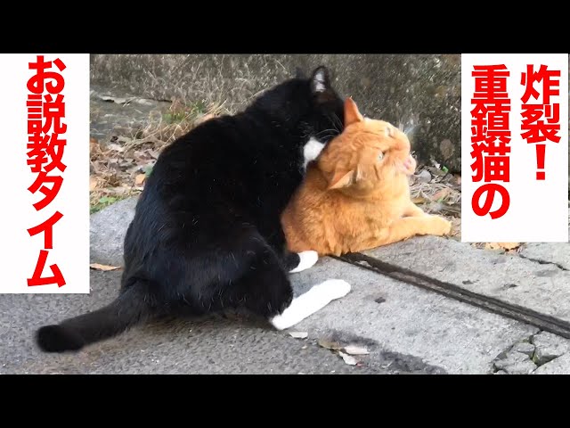 フギャーのからあげ猫、重鎮猫に斬新な説教を食らう  The legendary boss cat ‘Yongo/Kuro’ Ep.24