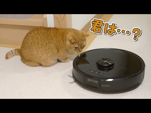 初めてロボット掃除機と対面した短足猫の反応が可愛すぎた！【Roborock】